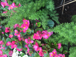 Jardim da Família Deohn