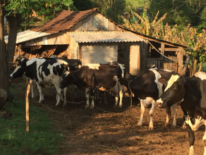 A Família possui ao todo 15 vacas