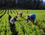 25 de julho: agricultura familiar, um modelo de vida sustentável