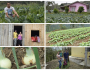 PNCF impulsiona produção de cebola da agricultura familiar em Santa Catarina
