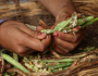 Agências de alimentação da ONU lançarão em maio Década para a Agricultura Familiar