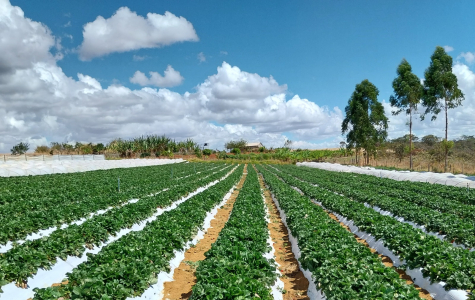 Contraf Brasil Destaca Importância do Programa Nacional de Pesquisa e Inovação para a Agricultura Familiar e Agroecologia