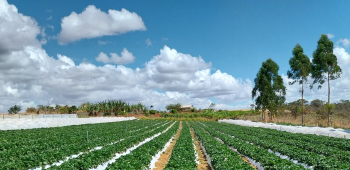 Contraf Brasil Destaca Importância do Programa Nacional de Pesquisa e Inovação para a Agricultura Familiar e Agroecologia