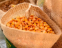 Governo vai comprar sementes de milho da agricultura familiar