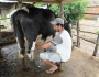 FETRAF-RS repudia medida do Governo Federal que vai acabar com a produção de leite na Agricultura Familiar