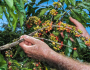 O café de menor custo do Brasil é produzido por agricultores familiares