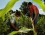 Agricultores familiares pedem mais investimentos para enfrentar custos da produção