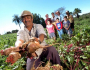 Agricultura familiar garante 70% da mesa do brasileiro, mas está longe do agro 4.0