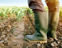 Garantia-Safra autoriza pagamento para mais de 60 mil agricultores familiares