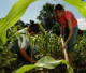 Agricultores familiares pedem mais investimentos para enfrentar custos da produção