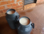 Litros de leite são desperdiçados por falta de condições de escoamento em Goiás