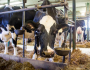 Novas regras e preço do leite pressionam pequenos produtores