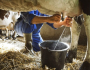 Governo dispensa tarifa de importação de leite à estrangeiros e gera crise para produtores brasileiros
